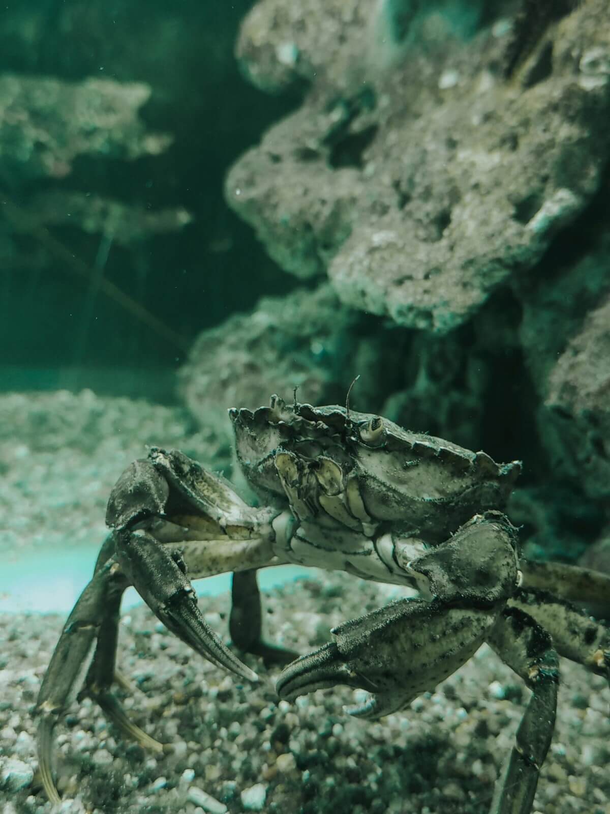 Crab -pexels-ellesionarios-33445045