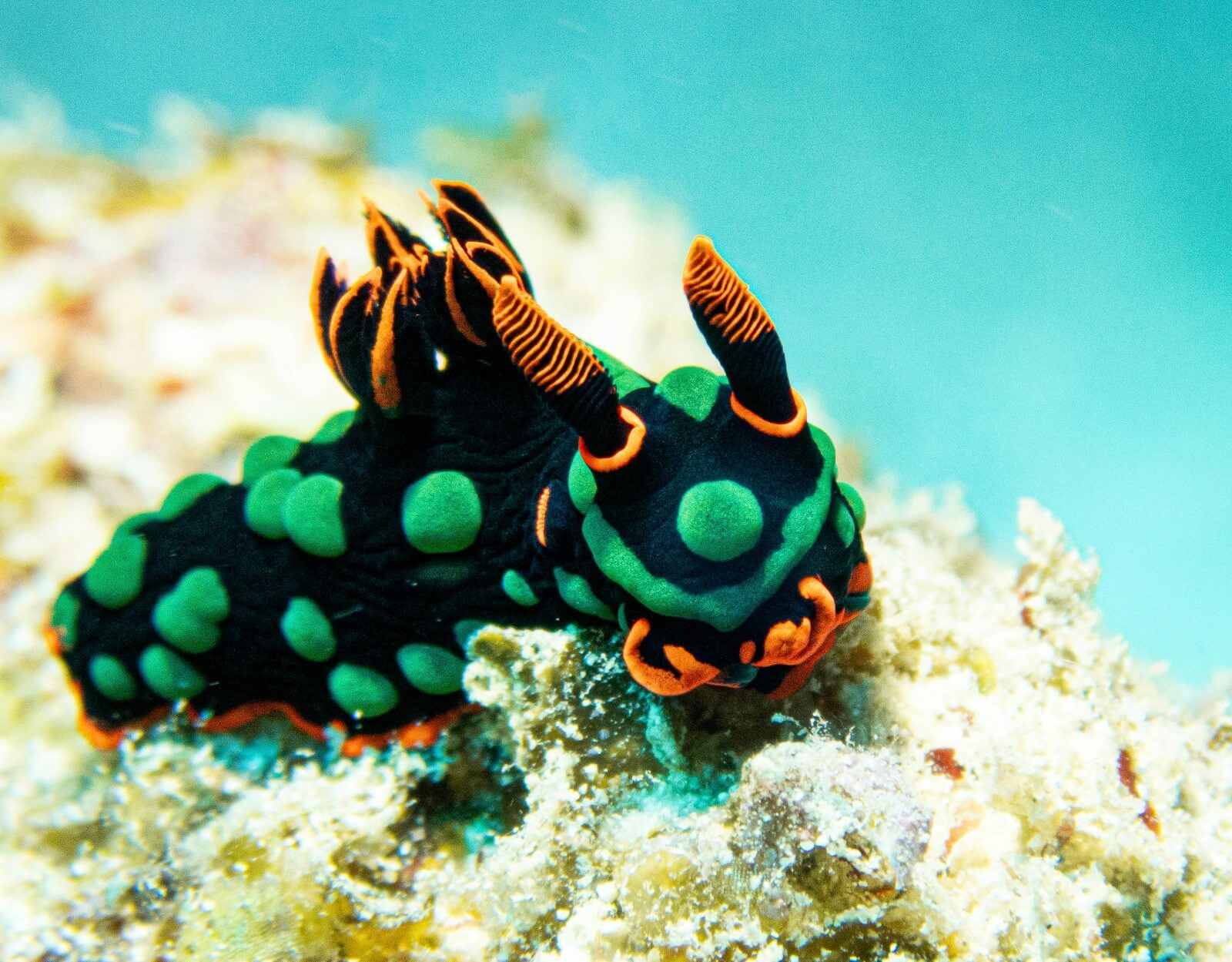 Nudibranch- pexels-ocean-video-mauritius-2147598910-29672971