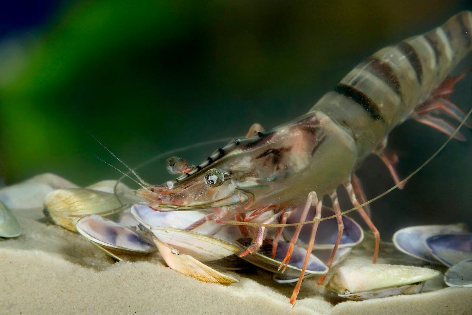 Prawn - menziesfoundation.org.au 1006506_v2