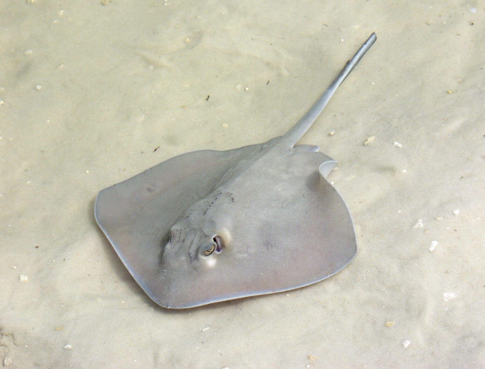 Stringray